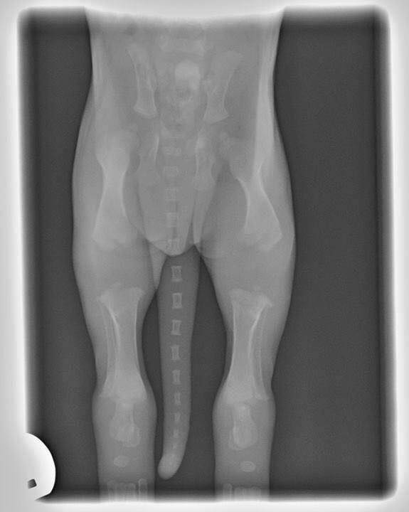 Röntgenbild Welpe